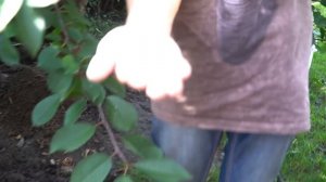 Как вырастить много белых грибов дома.