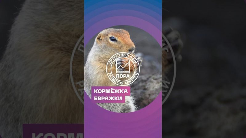 Кормежка евражки. Рассказываем интересные факты о милом жителе Арктики