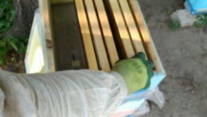 ПОДСАДКА ЦЕННОЙ МАТКИ НА ЛУПЯЩИЙСЯ РАСПЛОД. Матки ИО. БАКФАСТ. BEEKEEPING. ПЧЕЛОВОДСТВО.