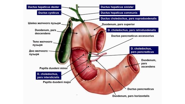 Ультразвуковая анатомия печени. УЗИ Иогансен.