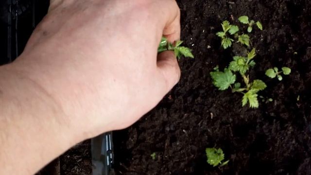 Выращивание ежевики из маточного корня 17 февраля 2019 г. смотреть онлайн