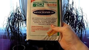 Чем можно подкормить драцену и другие комнатные растения?