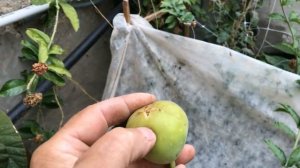 Greenhouse. Walipini. Подземная неотапливаемая теплица.