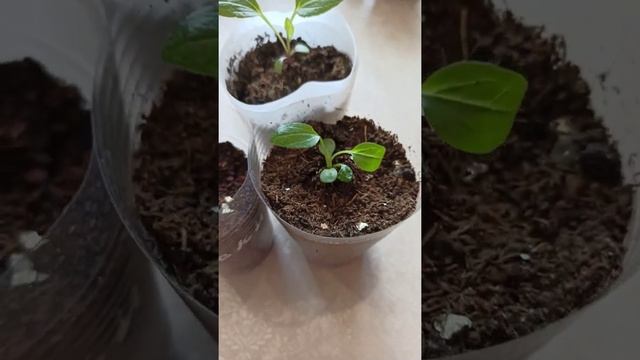 Рудбекия"Пурпур" #30.03.21г.# смотреть онлайн