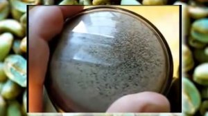 Приготовление зеленого кофе в домашних условиях