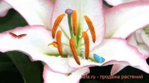 Лилия восточная Милессимо ? обзор: как сажать, луковицы лилии Милессимо