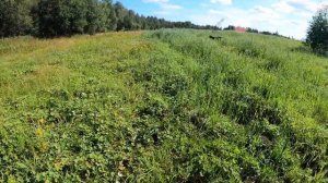 Овёс для медведя!!!