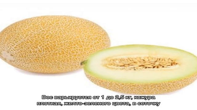 Как выбрать самую вкусную и сладкую дыню смотреть онлайн
