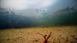 БОЛЬШАЯ ЩУКА НА ЖИВЦА! АТАКА ЩУКИ! Зимняя рыбалка на жерлицы Подводная съемка