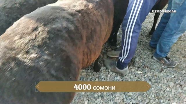 гов бозори душанбе нархи гусфанди хисори смотреть онлайн