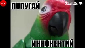 Попугай Иннокентий