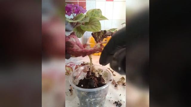 # 018 Бегония декоративно-лиственная, посадка деток,часть 2 смотреть онлайн