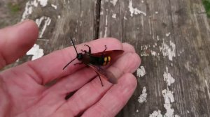 Спасите сколию!