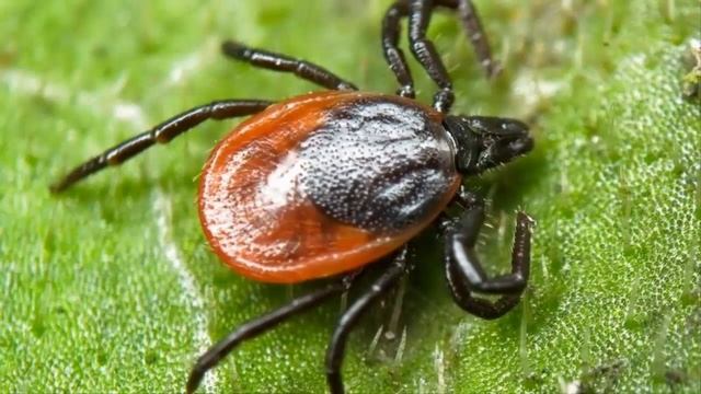 Топ 5 опасные астраханские животные смотреть онлайн