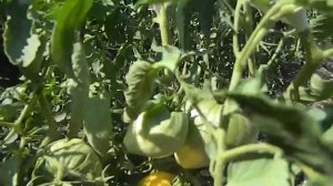 Томат Белая вишня. Продолжение вегетации.