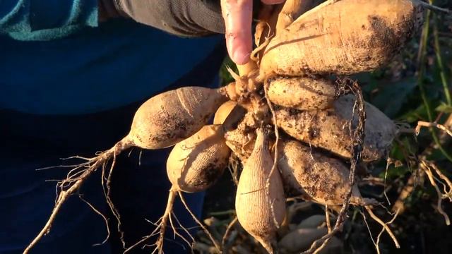 Выкапывание Георгин и Хранение их Зимой смотреть онлайн
