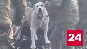 Алабай покусал прохожих и набросился на школьника в Салавате - Россия 24