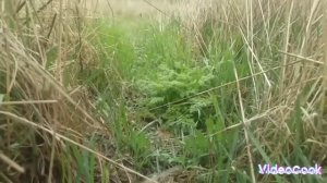 ТОП 5 ЛОВУШКИ НА ПТИЦУ.СБОРНИК КРУТЫХ ЛОВУШЕК НА ФАЗАНА КУРОПАТКУ УТКУ ЗАЙЦА И ЛЕСУ. ОХОТА БЕЗ РУЖЬ