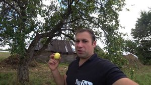 ХИТРЫЙ ОТКОРМ БЫКОВ,КАК БЫКИ НАБИРАЮТ ОГРОМНЫЙ ВЕС СОЧНЫМИ КОРМАМИ, КОРМЛЮ БЫКОВ ЯБЛОКАМИ