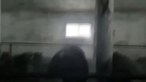 Выращивание бычков на мясо. Бизнес план.