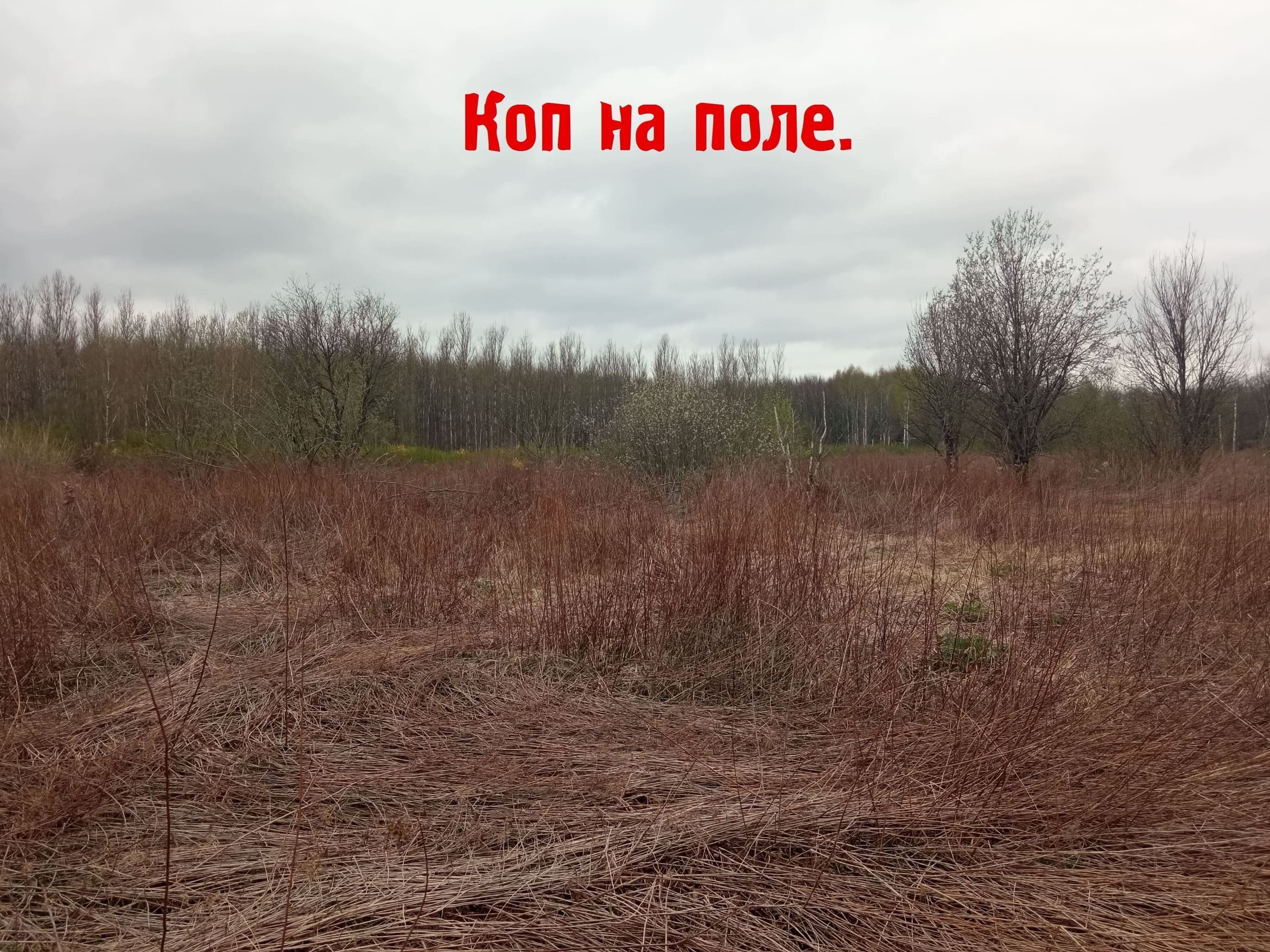 Разговорное название запущенного заброшенного поля. Невспаханное заброшенное поле. заброшки в полях новокуйбышевск. коп заброшек под полами видео.