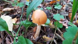 Поплавок шафранный (Amanita crocea). Как выглядит гриб на месте произрастания.