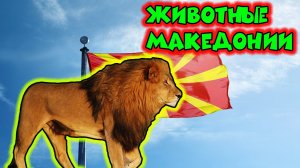 Животные Македонии