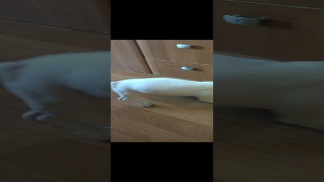 Бобик и Тапок 2 смотреть онлайн