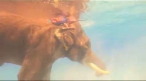 Дайвинг со слоном.wmv