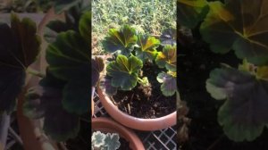 ГЕРАНЬ!Подкормите этим после осенней обрезки!