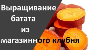 Эксперимент,выращивание_батата_(_часть_1)(growing_sweet_potatoes).