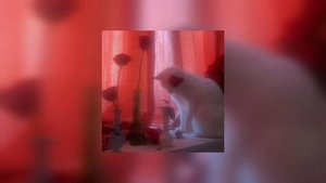 gone fludd - вторник (speed up)