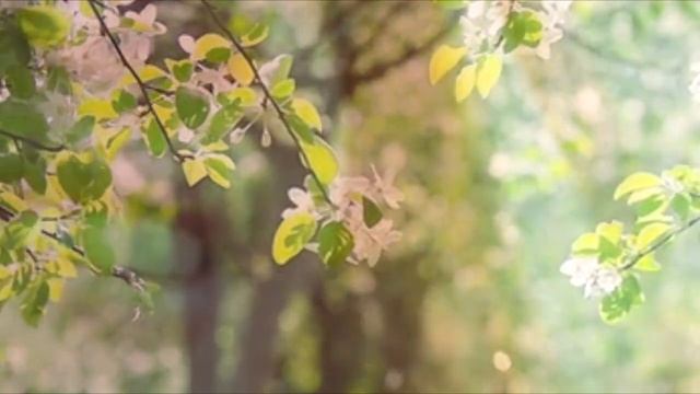 Песня "Сиреневый май" Сергей Нотик и Ирина Пиотровская. Стихи Марии Шадриной #сиреневыймай