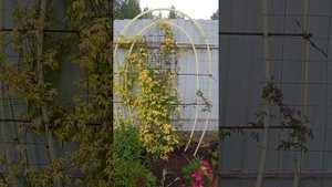 Опора для княжика !? Готовим опору зимой ,любуемся круглый год ??