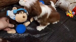 ЩЕНКИ ШИТЦУ,ПРОДАЮТСЯ,