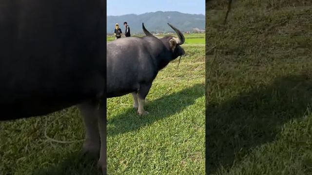 鬥牛 疯狂斗牛|bullfight ,crazy bullfight|đấu bò điên cuồng|adu banteng gila#乡村斗牛#斗牛#牛王争霸赛 #少数民族风情 #斗牛文化