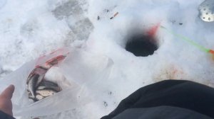 dry blooder, активатор клева,сухая кровь, реальный отзыв покупателя