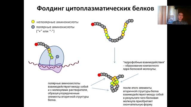 Лекция 4. (2023) Трансляция РНК - биосинтез белка. Фолдинг. Посттрансляционные модификации/
