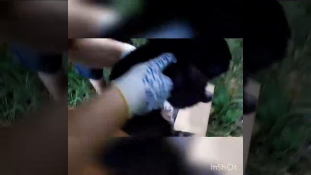 Выпускаем кроликов на свободу смотреть онлайн