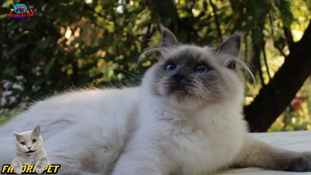 Невская маскарадная - особенности породы смотреть онлайн