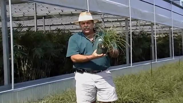 Ponytail Palm.avi смотреть онлайн