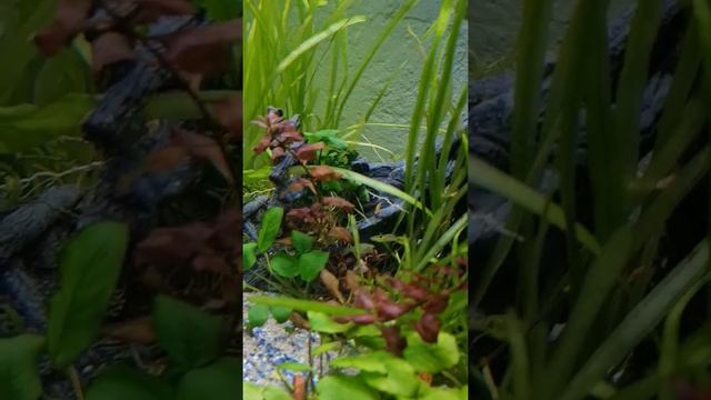 Loving my Freshwater Fish and Shrimp #aquarium #shrimptank #fishkeeping смотреть онлайн