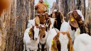 Time for #vaccination & #deworm our #boergoat and #wean our boys at the #farm.