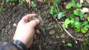 Смотри где я добываю золото в природе ,поиск места где содержится золото Look where I mine gold in