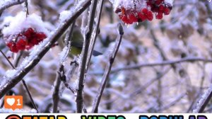 Әлфис Кәримов - "Карлы миләш"