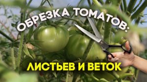 Обрезка томатов: листьев и веток для ускорения созревания плодов