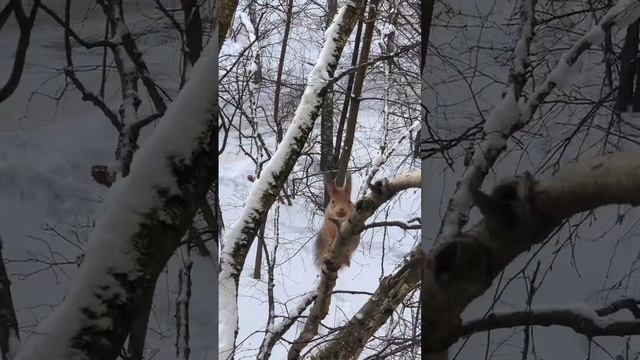 АКТРИСА ВЫХОДИТ НА СЦЕНУ!Очень общительная белочка-друг Ирины Соколовой и ее котика. #приколы #новые