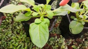 Петуния. Что добавить, осмокот или цион?