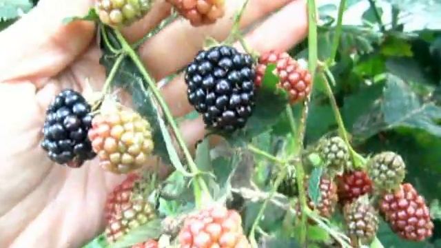 Обзор на ежевику Лох Тей. смотреть онлайн