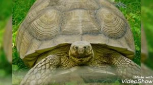 если бы глаза у животных были спереди как у человека.